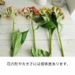【生花】ケイトウ オレンジフリル(橙系)石毛さんほか【OT】