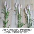 【生花】セロシア  シャロン(淡いピンク系)【FJ】中里園芸ほか