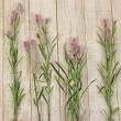 【生花】セロシア  シャロン(淡いピンク系)【FJ】中里園芸ほか