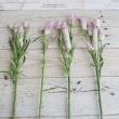 【生花】セロシア  シャロン(淡いピンク系)【FJ】中里園芸ほか
