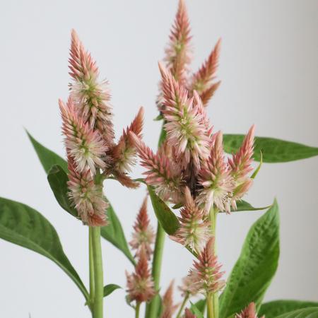 【生花】セロシア　セルウェイテラコッタ(オレンジ茶系)　50cm-【FJ】栃木県他