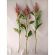 【生花】セロシア　セルウェイテラコッタ(オレンジ茶系)　50cm-【FJ】栃木県他