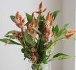 【生花】セロシア　セルウェイテラコッタ(オレンジ茶系)　50cm-【FJ】栃木県他