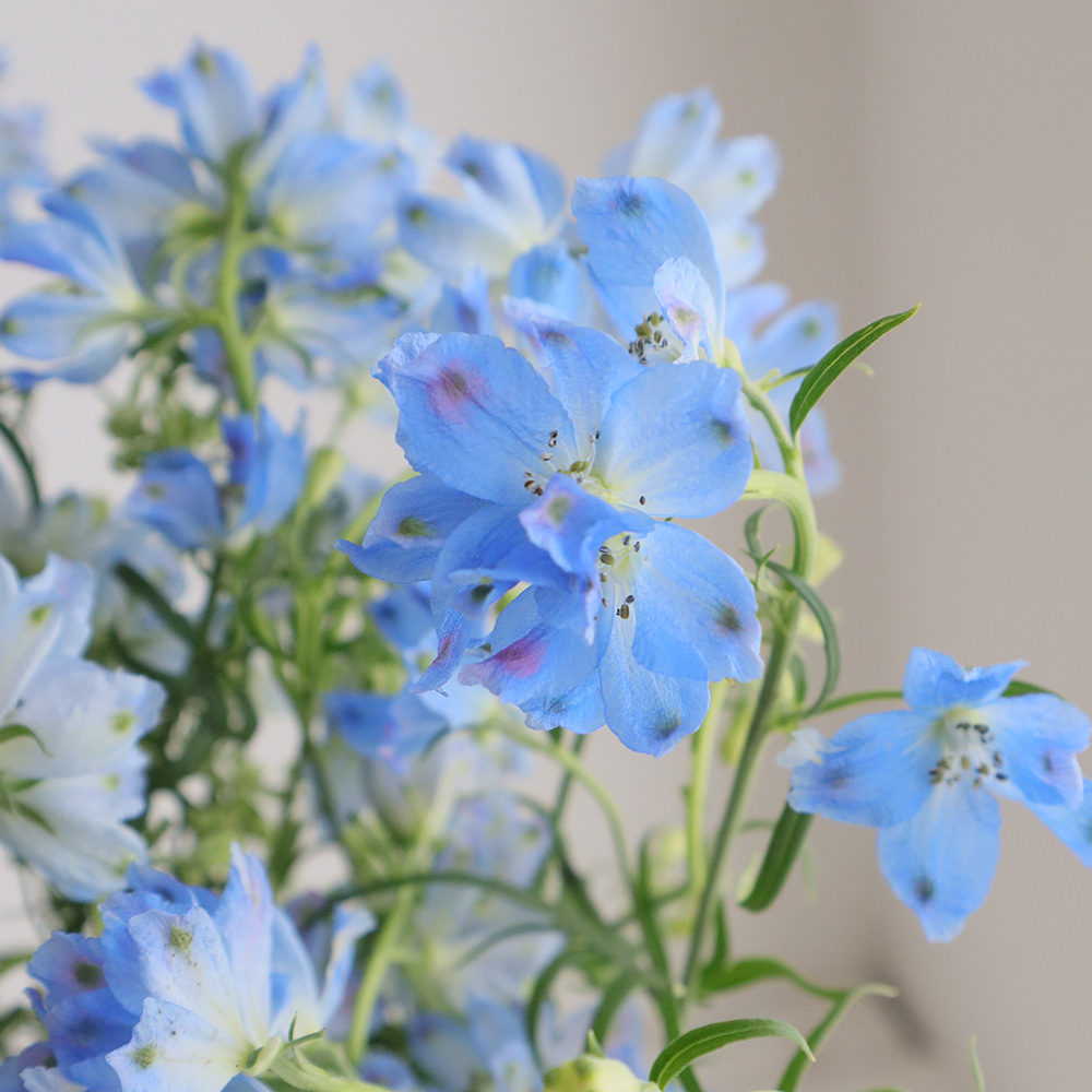 【直前!!】デルフィニューム プラチナブルー(水色スプレー)50cm　北海道【生花】