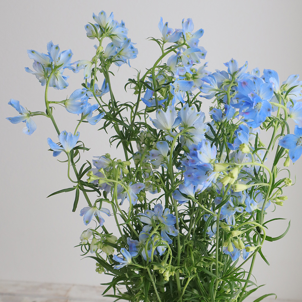 【直前!!】デルフィニューム プラチナブルー(水色スプレー)50cm　北海道【生花】