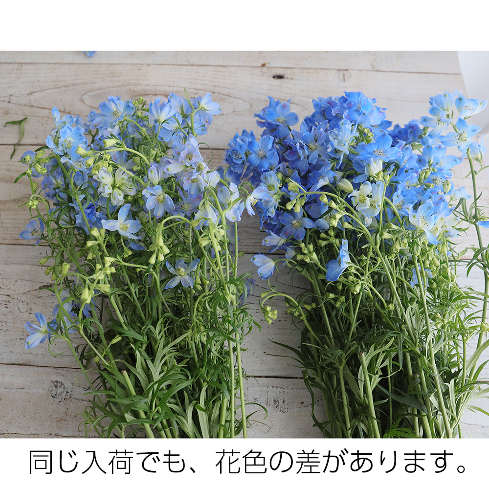 【直前!!】デルフィニューム プラチナブルー(水色スプレー)50cm　北海道【生花】