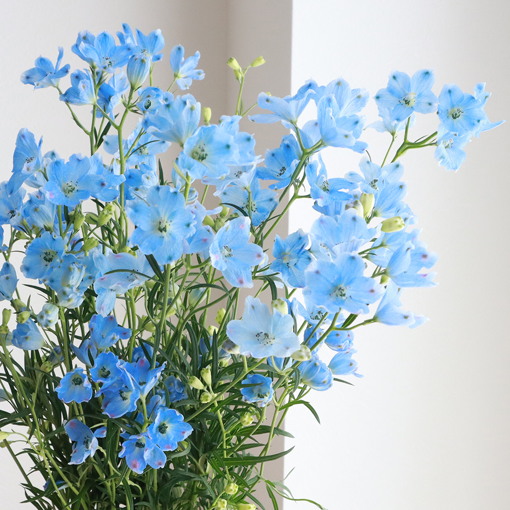 【直前!!】デルフィニューム プラチナブルー(水色スプレー)50cm　北海道【生花】