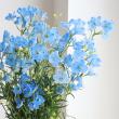 【直前!!】デルフィニューム プラチナブルー(水色スプレー)50cm　北海道【生花】