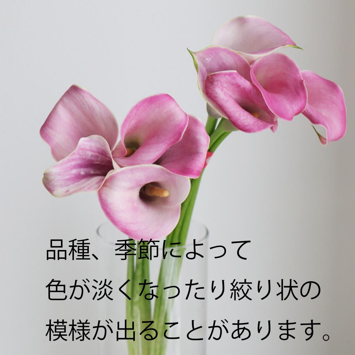 【生花】カラー  ザズーなど(ピンク)40-50cm程度【OT】福島県ほか