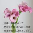 【生花】カラー  ザズーなど(ピンク)40-50cm程度【OT】福島県ほか