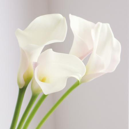 【生花】カラー　白(キャプテンベンチュラ、スノーストームなど)40-50CM【OT】福島県ほか
