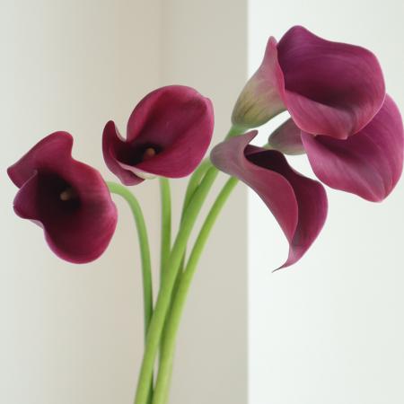【生花】カラー キャプテンプロミスなど(紫系)40-50cm 程度　【OT】福島など