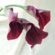 【生花】カラー キャプテンプロミスなど(紫系)40-50cm 程度　【OT】福島など