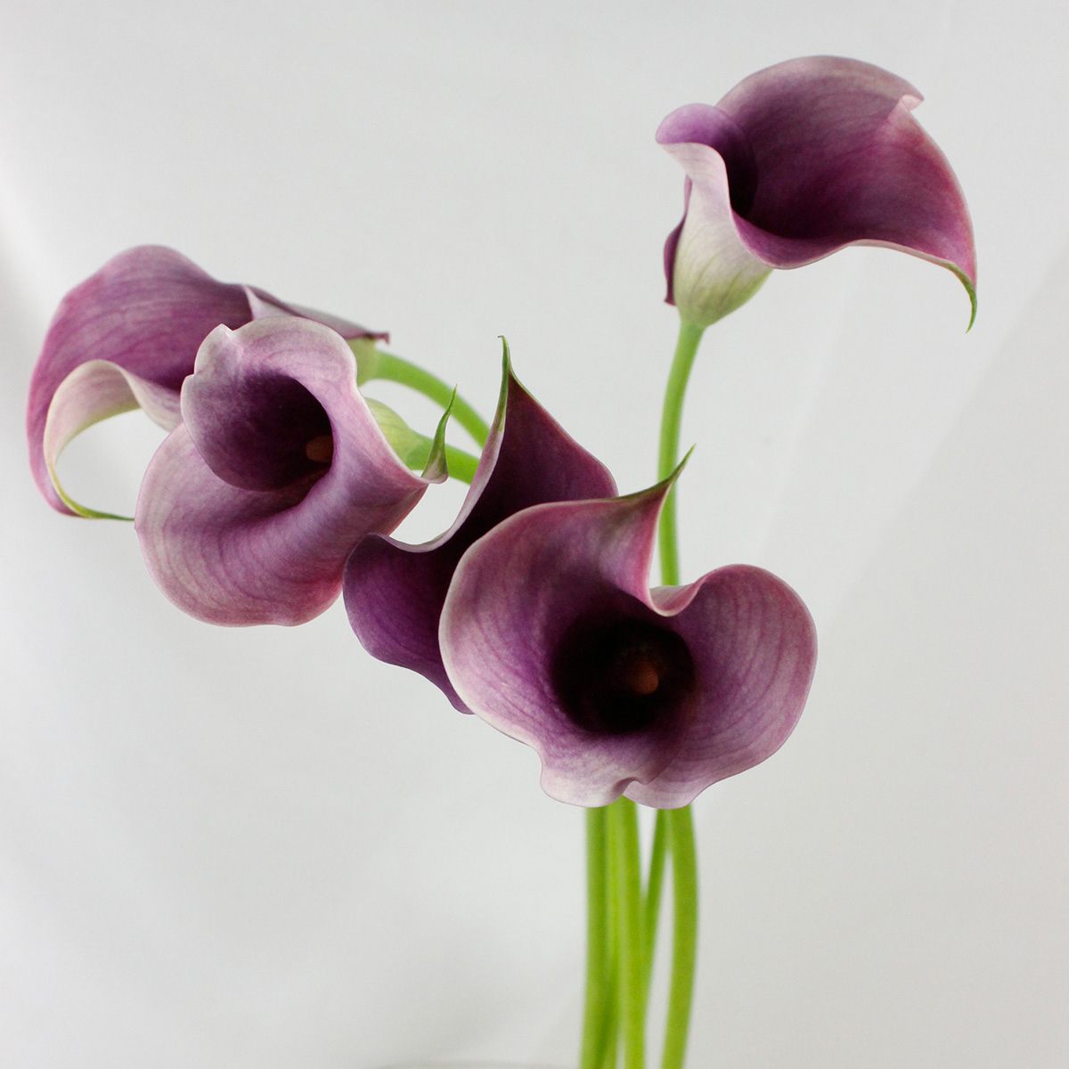 【生花】カラー キャプテンプロミスなど(紫系)40-50cm 程度　【OT】福島など