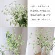 【生花】ホワイトレース　一輪タイプ(白)50cm程度  加藤洋ラン園　【IT-21】