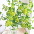【生花】ブプレリューム 　60-70cm程度  【FJ】長野県ほか