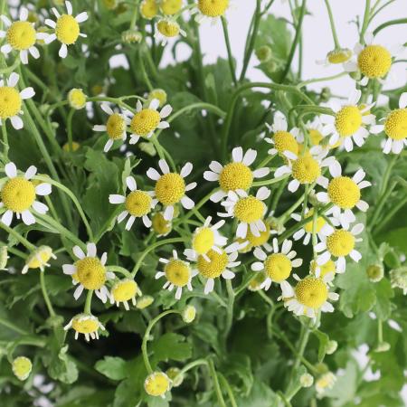 【生花】マトリカリア　シングルペグモ(白芯黄)2L6-70cm程度【OT】