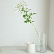 【生花】マトリカリア　シングルペグモ(白芯黄)2L6-70cm程度【OT】