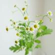 【生花】マトリカリア　シングルペグモ(白芯黄)2L6-70cm程度【OT】