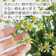 【生花】マトリカリア　シングルペグモ(白芯黄)2L6-70cm程度【OT】