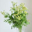 【生花】マトリカリア　シングルペグモ(白芯黄)2L6-70cm程度【OT】