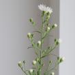 【生花】クジャク草(白) 70cm-【OR-5】