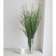 【生花】クジャク草(白) 70cm-【OR-5】