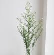 【生花】クジャク草(白) 70cm-【OR-5】