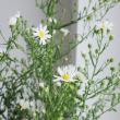 【生花】クジャク草(白) 70cm-【OR-5】