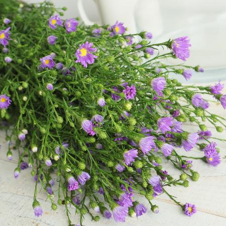 【生花】クジャク草(紫) 80-90CM　【OT】埼玉県ほか