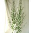 【生花】クジャク草(紫) 80-90CM　【OT】埼玉県ほか