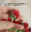 【生花】千日紅　ストロベリーフィールド(赤)【OT】