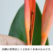 【直前!!】ヘリコニア 　アンドロメダ