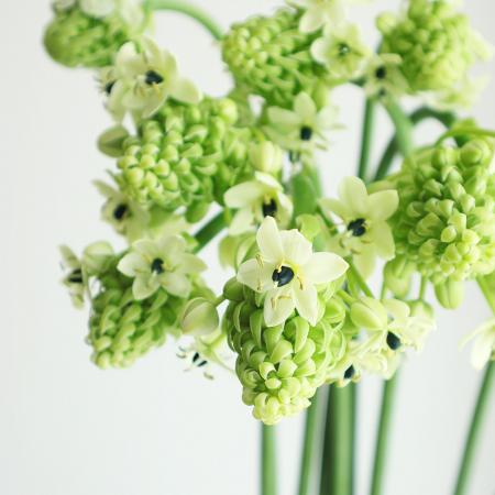 【生花】オーニソガラム サンデルシー(白)6-70cm程度　長野ほか【OT】