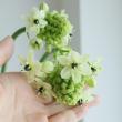 【生花】オーニソガラム サンデルシー(白)6-70cm程度　長野ほか【OT】