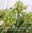 【生花】オーニソガラム サンデルシー(白)6-70cm程度　長野ほか【OT】