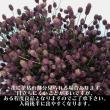 【生花】ワレモコウ(2L)山形県など【OT】