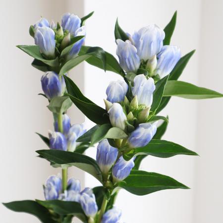 【生花】リンドウ　パステル系(ブルー×白)60cm程度【OT】