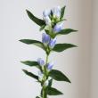 【生花】リンドウ　パステル系(ブルー×白)60cm程度【OT】