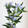 【生花】リンドウ　パステル系(ブルー×白)60cm程度【OT】