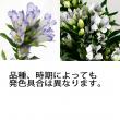 【生花】リンドウ　パステル系(ブルー×白)60cm程度【OT】
