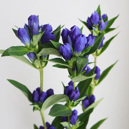 【生花】リンドウ(紫)50cm- 【OR-5】