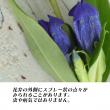 【生花】リンドウ(紫)50cm- 【OR-5】