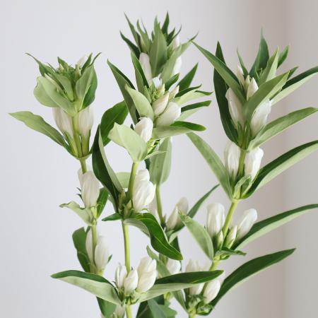 【生花】リンドウ(白)60cm程度【OR-5】