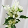 【生花】リンドウ(白)60cm程度【OR-5】
