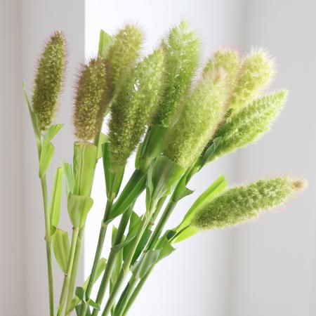 【生花】アワ　60cm-　熊本　JAあまくさなど※時期によりボリューム変化あります。※木金入荷少【FJ】