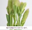 【生花】アワ　60cm-　熊本　JAあまくさなど※時期によりボリューム変化あります。※木金入荷少【FJ】