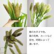 【生花】アワ　60cm-　熊本　JAあまくさなど※時期によりボリューム変化あります。※木金入荷少【FJ】