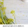 【生花】オミナエシ　70cm程度 【FJ】