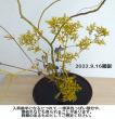 【生花】オミナエシ　70cm程度 【FJ】